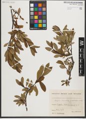 Foto von Salix helvetica Vill. x Salix waldsteiniana Willd.